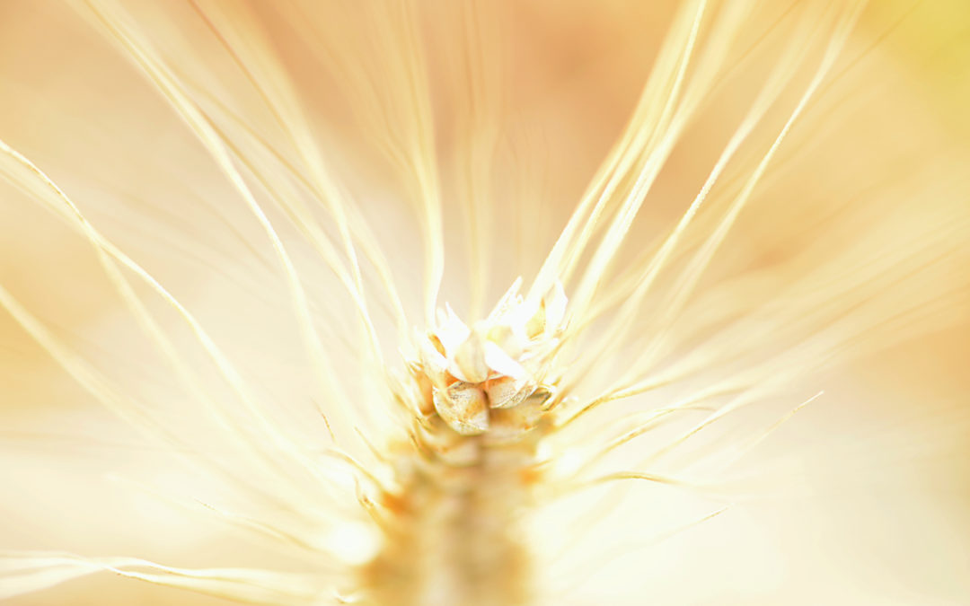 FLORE